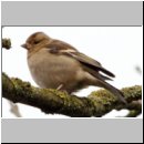 Fringilla coelebs - Buchfink w02.jpg